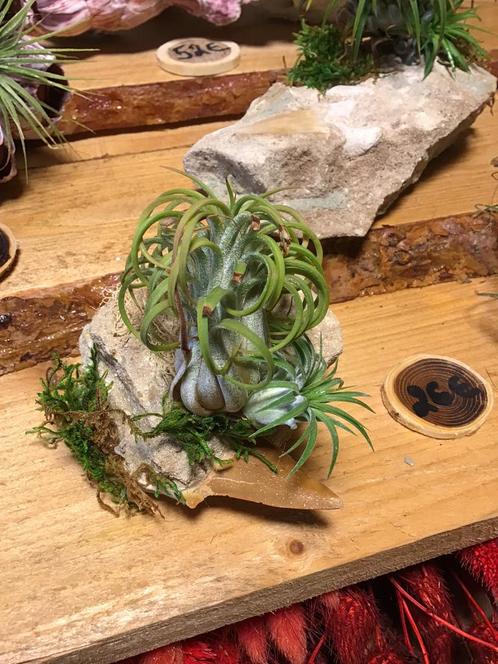 Tillandsia sur pierre avec dent de requin fossile, Maison & Meubles, Plantes d'intérieur, Enlèvement ou Envoi