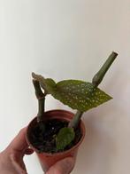 Begonia, Huis en Inrichting, Kamerplanten, Ophalen