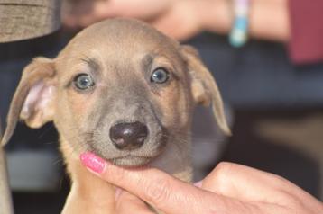 Whippet pups ouders aanwezig beschikbaar voor biedingen