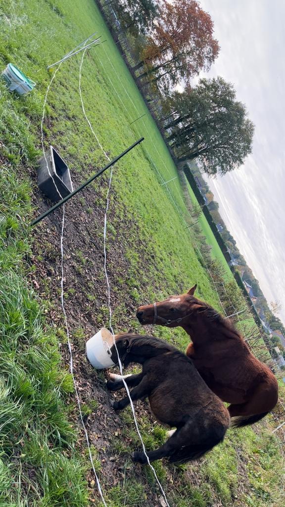 Plek vrij op een weide, Dieren en Toebehoren, Stalling en Weidegang