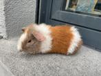 Jonge teddy cavia, Dieren en Toebehoren, Knaagdieren, Cavia, Mannelijk, Juli, Tam