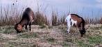geitjes, Dieren en Toebehoren