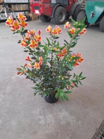 Allium en Alstroemeria beschikbaar voor biedingen