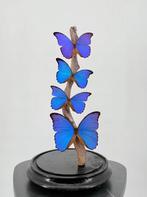 Opgezette Morpho vlinder onder stolp - Wildernis Atelier, Verzamelen