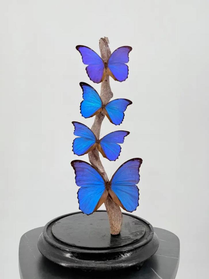 Opgezette Morpho vlinder onder stolp - Wildernis Atelier, Verzamelen, Dierenverzamelingen