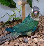 Mannelijke Pyrrhura Molinae turkoois opaline, Dieren en Toebehoren, Vogels | Parkieten en Papegaaien, Mannelijk, Geringd