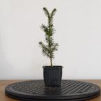 Picea abies zaailing voor bonsai, Tuin en Terras, In pot, Minder dan 100 cm, Overige soorten, Volle zon
