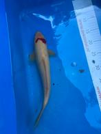 Gratis 35 cm koi, Karper of Koi