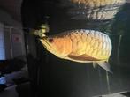 Prachtige Gold Crossback Arowana, Vis