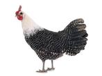 Zilverbrakel haan, Dieren en Toebehoren, Pluimvee, Mannelijk, Kip