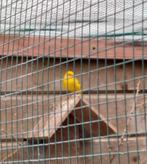 vogels, Dieren en Toebehoren, Vogels | Overige Vogels, Mannelijk, Tropenvogel