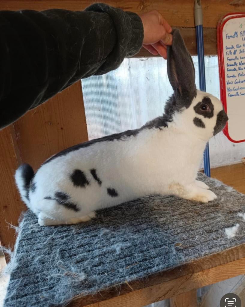 Papillon geant pur race, Animaux & Accessoires, Mâle, Domestique, Janvier, Autres types