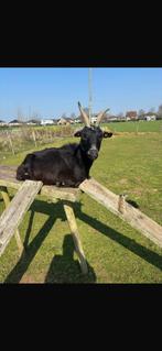 Te koop moedergeit 3 jaar met 2 lammetjes, Dieren en Toebehoren, Schapen, Geiten en Varkens