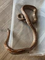 Korenslang 0.1, Dieren en Toebehoren