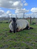 Halvestal gezocht, Dieren en Toebehoren, Pony's, Zadelmak