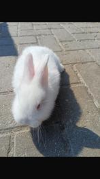 Witte Nieuw-Zeelander, Dieren en Toebehoren, Konijnen