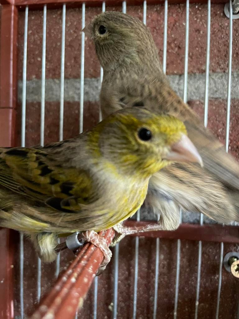 Kanarie vrouwtjes/popjes, Dieren en Toebehoren