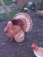 Broedeieren vale ronquiere