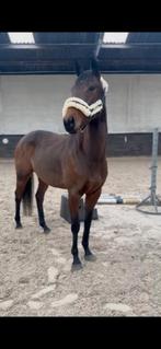 " Wanda the Fish " 5 jarige Irish merrie, Dieren en Toebehoren, Paarden, Merrie, Minder dan 160 cm, Met stamboom, 3 tot 6 jaar