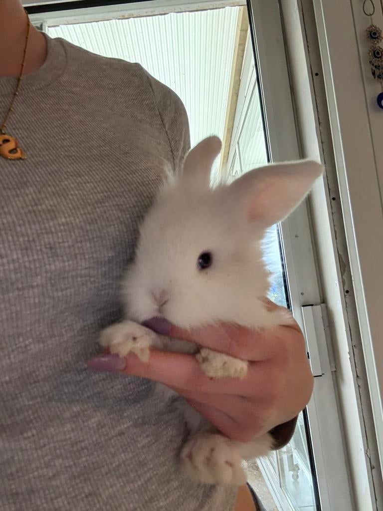 Dwergkonijntjes, Nain, Oreilles tombantes, 0 à 2 ans