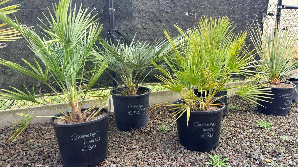 Palmstruik - Chamaerops Humilis, Jardin & Terrasse, Plantes | Jardin, Enlèvement