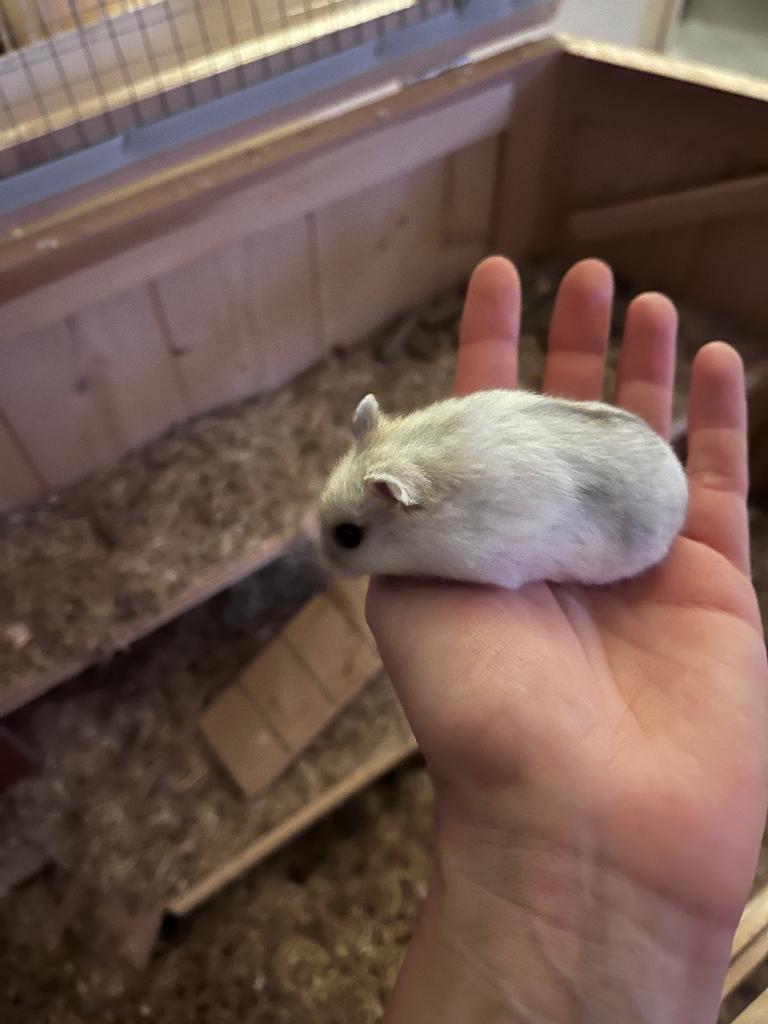 21/3 tamme merle wildkleur Rus dwerghamster man, Animaux & Accessoires, Rongeurs, Hamster, Mâle, Mars, Domestique