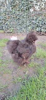 USA zijdehoender hen, Femelle, Poule ou poulet