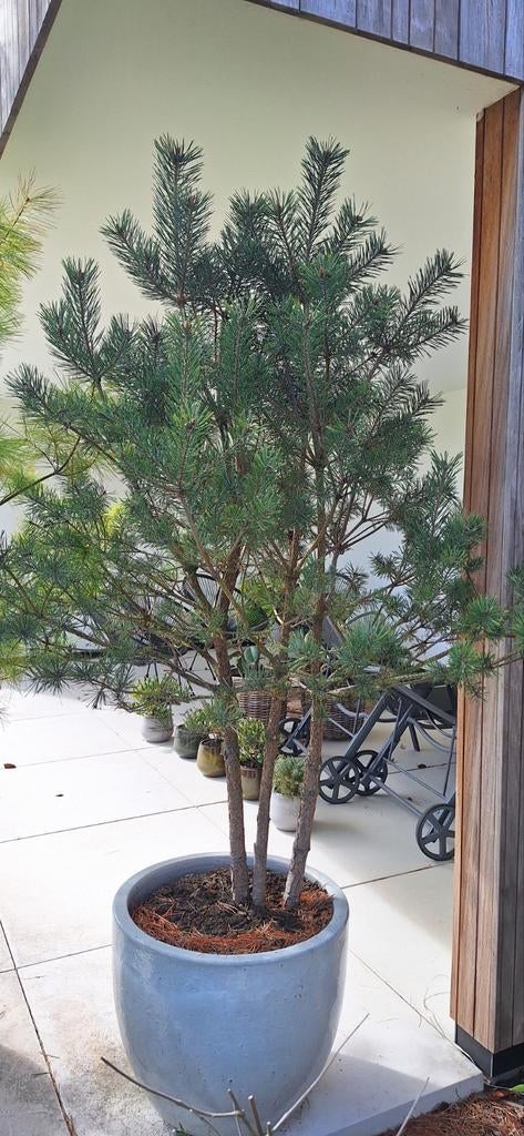 Meerstammige pinus sylvestris, Tuin en Terras, Bloeit niet, Overige soorten, 250 tot 400 cm, Ophalen