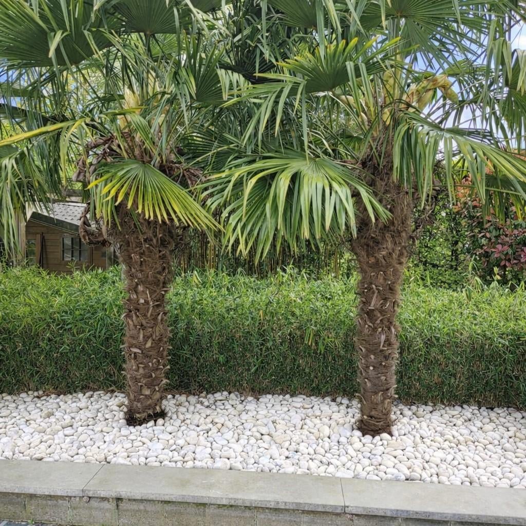 Dwergbamboe (Sasa pygmaea), Ophalen