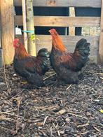 Cochin coq, Mâle, Poule ou poulet