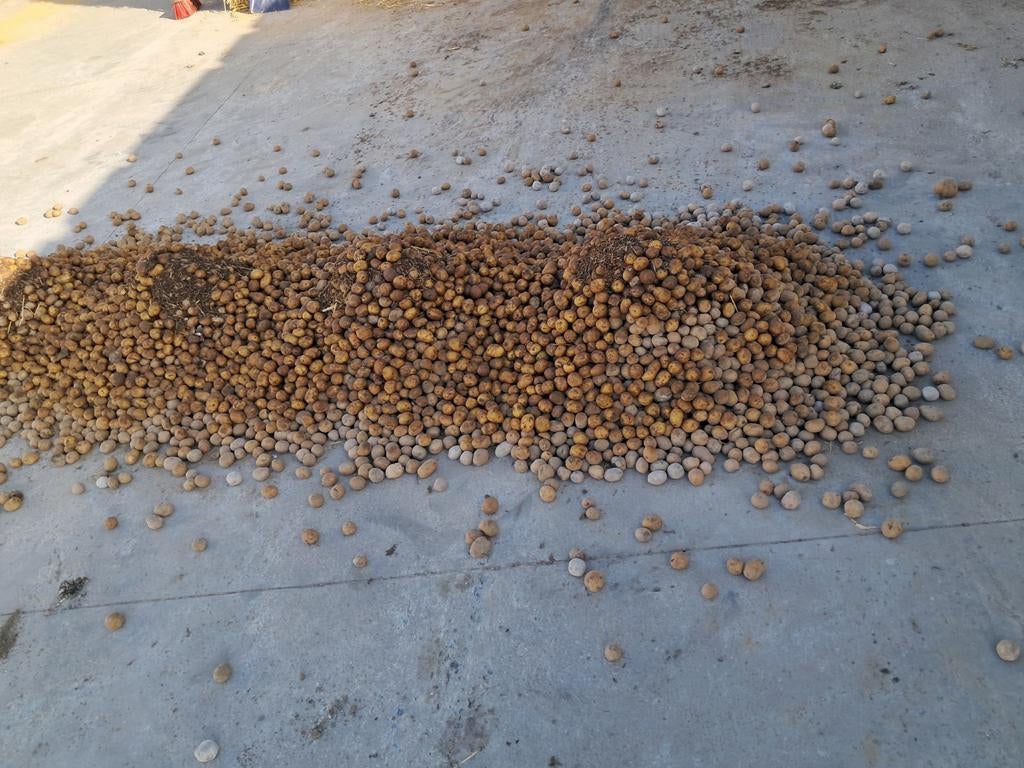 Sinora planters ongeveer 250 kg, Ophalen