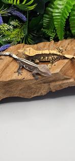 Axanthic wimper gekko koppel, Dieren en Toebehoren, Reptielen en Amfibieën, Hagedis, Tam, 0 tot 2 jaar