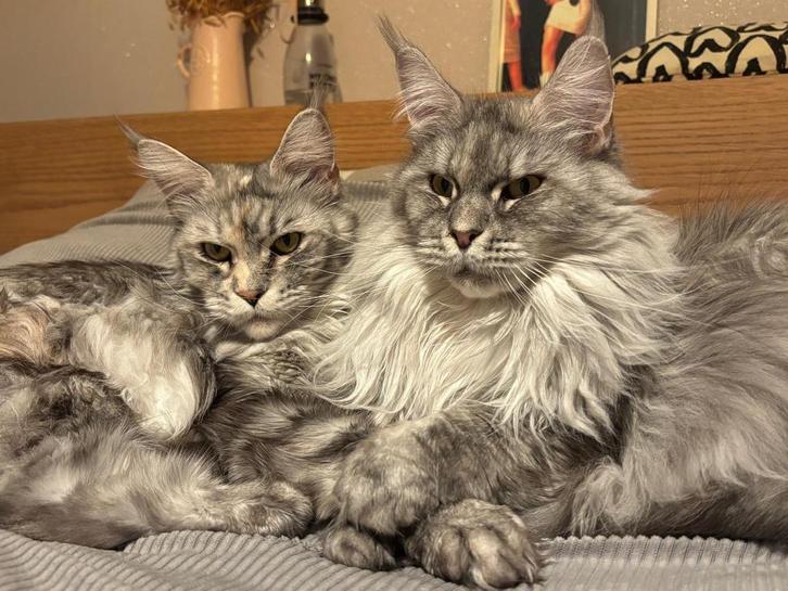 Maine Coon Cattery Butterfly’s! (HK20308283), Dieren en Toebehoren, Katten en Kittens | Raskatten | Langhaar, Meerdere dieren