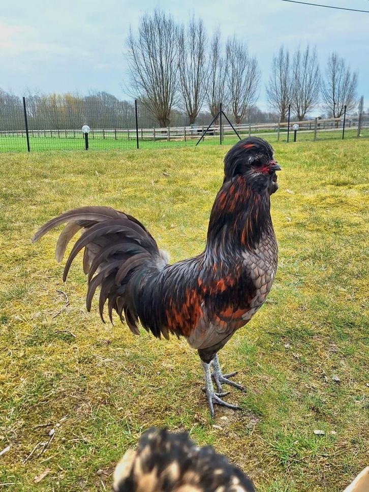 Broedeieren padua, Animaux & Accessoires, Volatiles, Poule ou poulet, Sexe inconnu