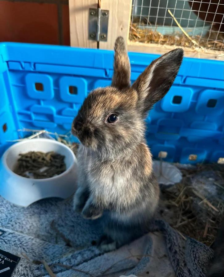 Dwerghangoor, Animaux & Accessoires, Lapins, Taille moyenne, Plusieurs animaux, 0 à 2 ans, Oreilles tombantes