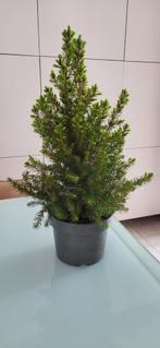Picea glauca conica, Tuin en Terras, Planten | Bomen