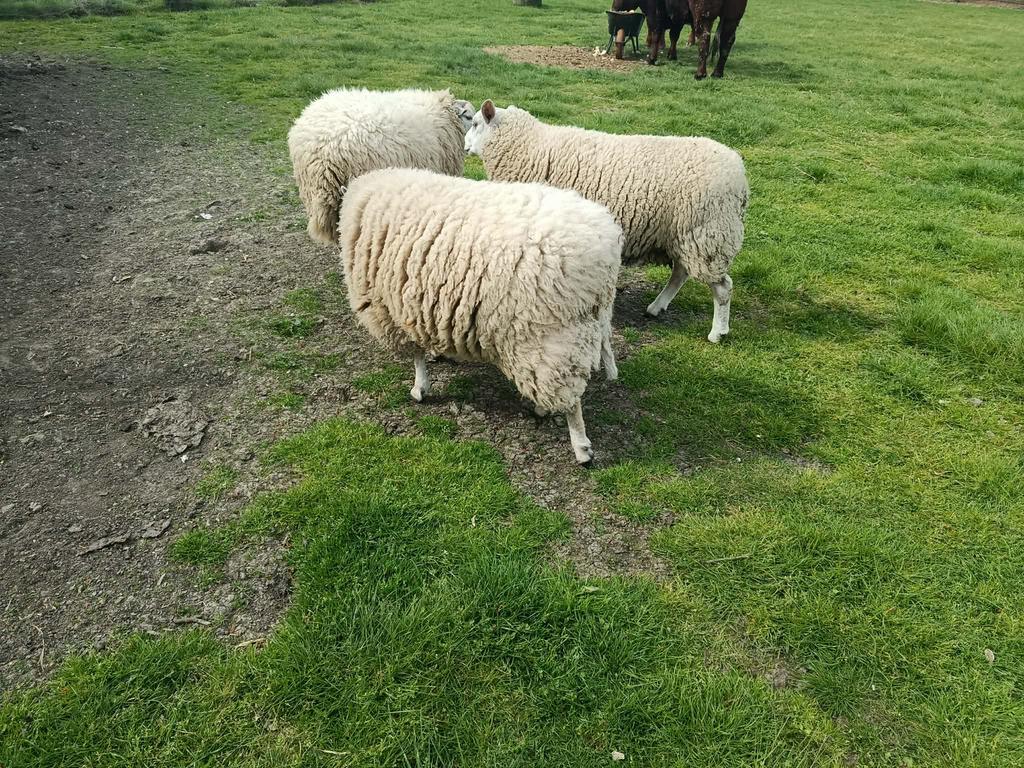 Bokken, Dieren en Toebehoren, Schapen, Geiten en Varkens
