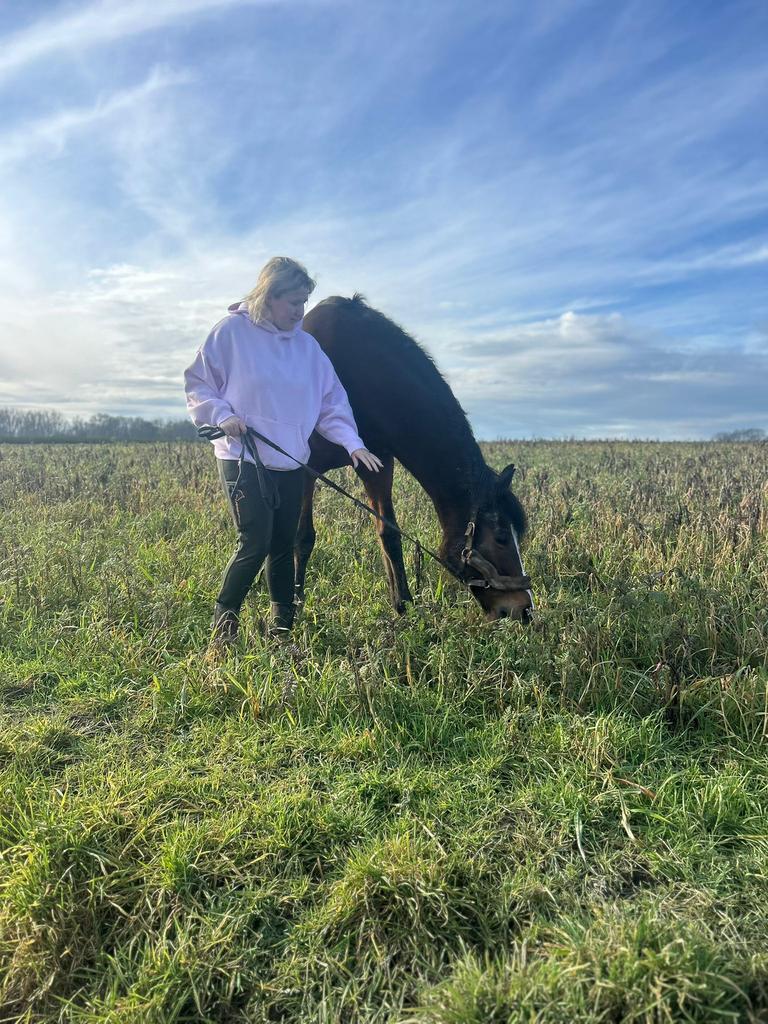 Engelse volbloed project paardje, Enlèvement, Comme neuf