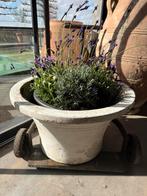 Terracotta groot, Ophalen, Gebruikt, X, X