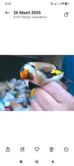 Vogel, Dieren en Toebehoren, Vogels | Overige Vogels, Mannelijk, Roofvogel, Geringd