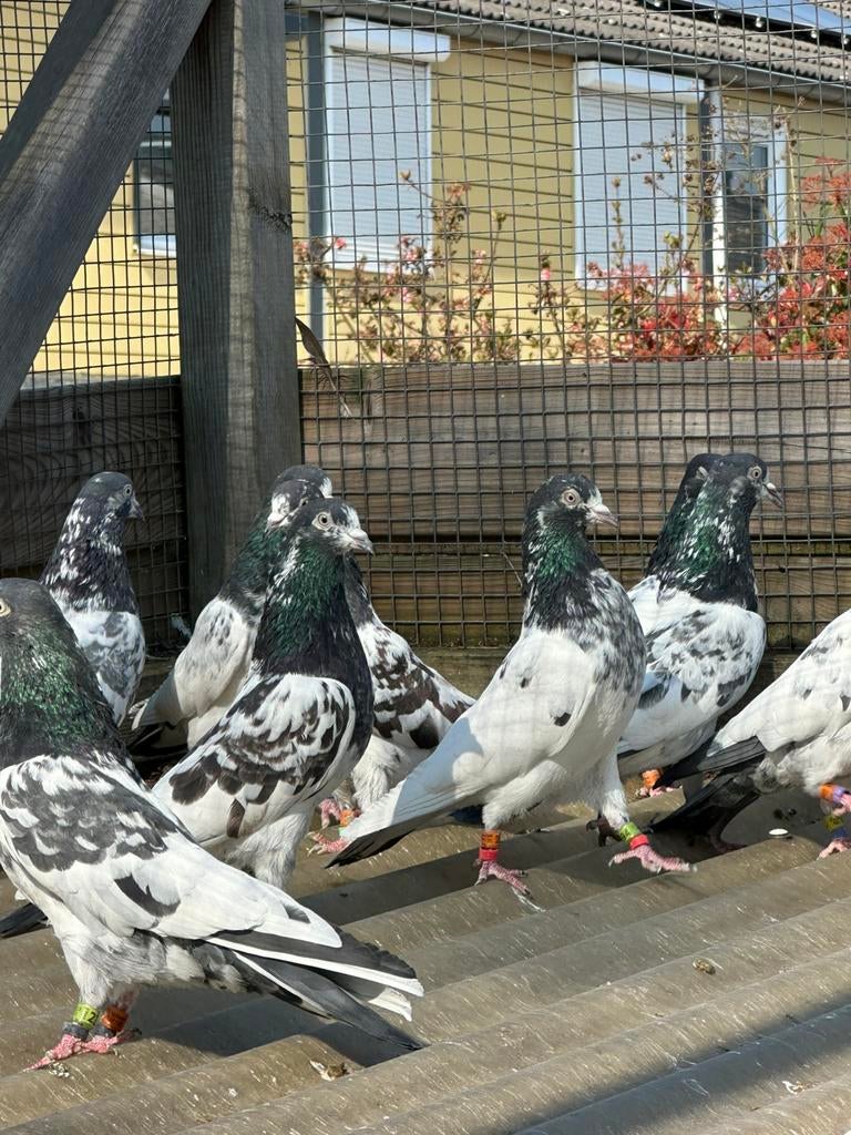 Highflyers pakistanais, Animaux & Accessoires, Oiseaux | Pigeons, Plusieurs animaux