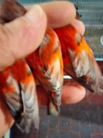 Tarin  du Venezuela mal 2025 correctement bagués, Animaux & Accessoires, Mâle