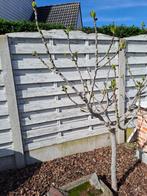 Tuin afscherming, Jardin & Terrasse, Enlèvement, Utilisé, 1 à 2 mètres, Moins de 3 mètres