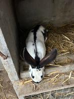 Bokje, Dieren en Toebehoren, Konijnen