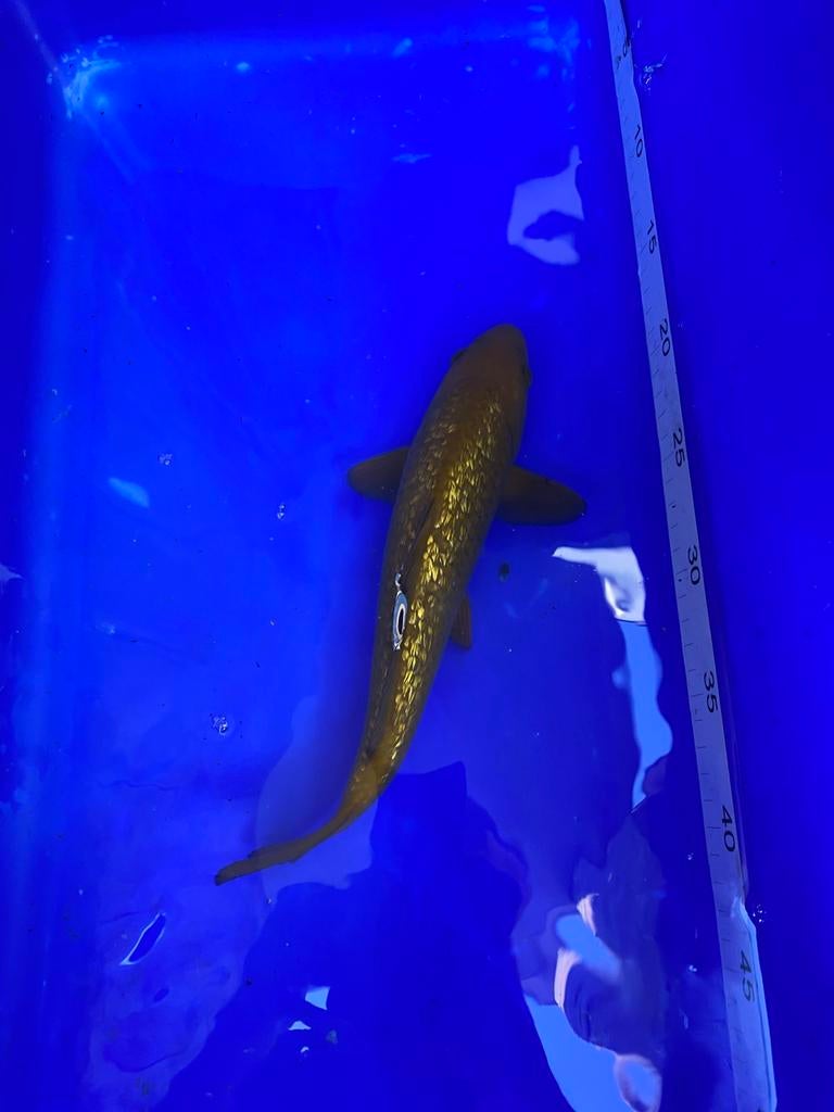 Ginrin chagoi, Dieren en Toebehoren, Vissen | Vijvervissen