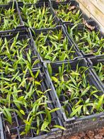 Palmbomen eigen kweek, Tuin en Terras, Ophalen