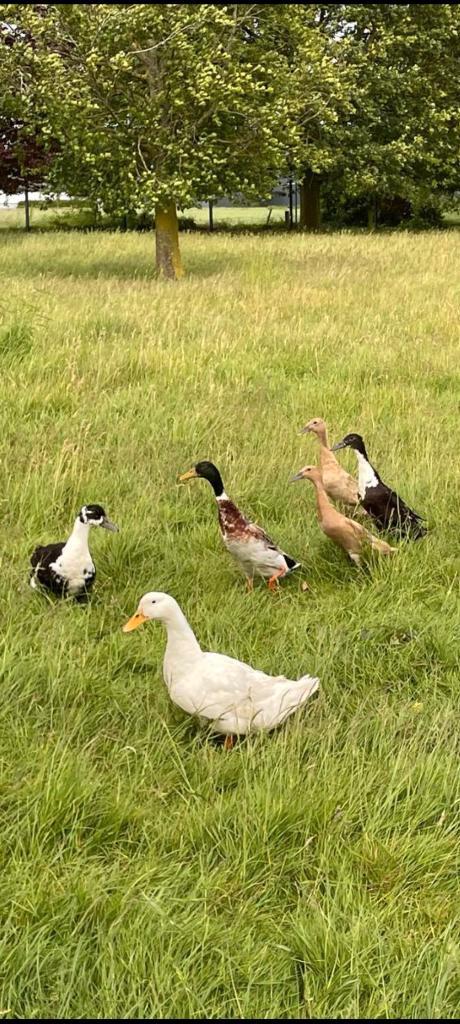 Oeufs canard et coureur indien, Animaux & Accessoires, Volatiles, Canard, Sexe inconnu