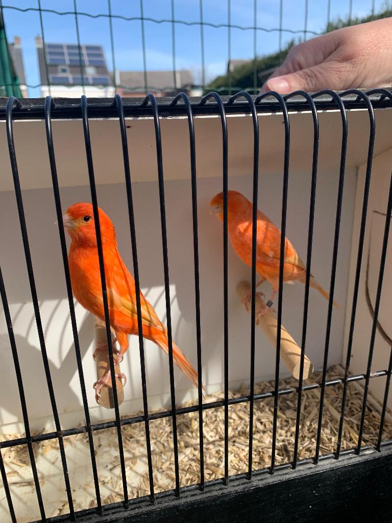 Rode kanaries mannen, Dieren en Toebehoren, Mannelijk, Kleurkanarie