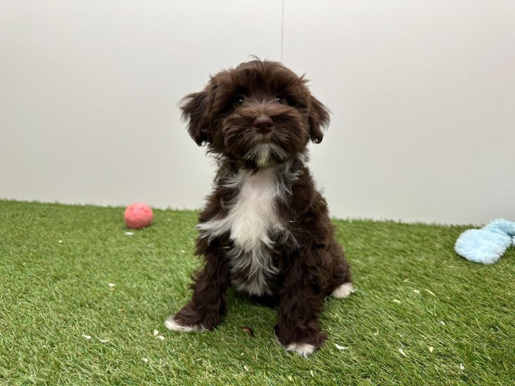 Havanezer pups, België, Overige rassen, 8 tot 15 weken, Parvo