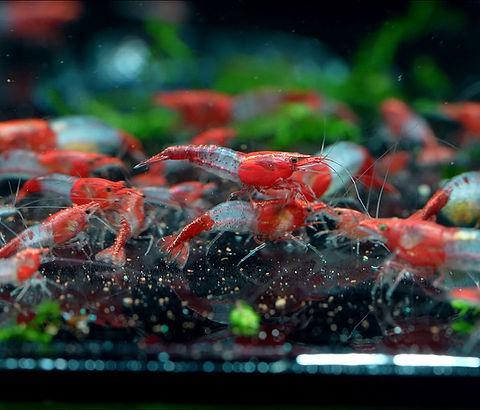 Rode Rili Neocaridina garnalen te koop, Animaux & Accessoires, Poissons | Poissons d'aquarium